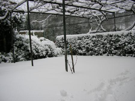 Treille de la terrasse