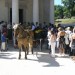 Une voiture à cheval !?